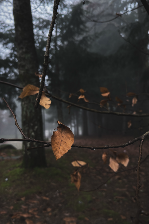 Autumn leaves in a fog-wrapped forest