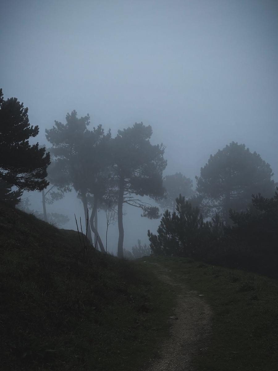Fog-wrapped forest path